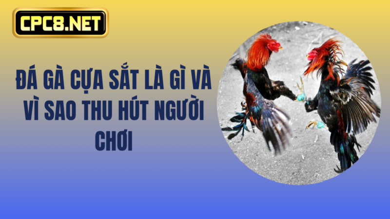 Đá gà cựa sắt 