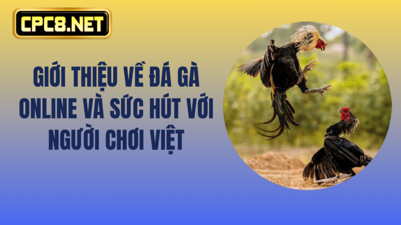 Giới thiệu về đá gà online và sức hút với người chơi Việt