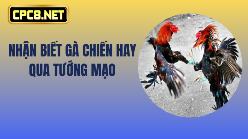 truc-tiep-da-ga-thomo.jpg