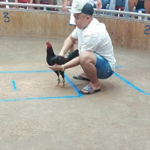 Cách xem mắt gà chiến